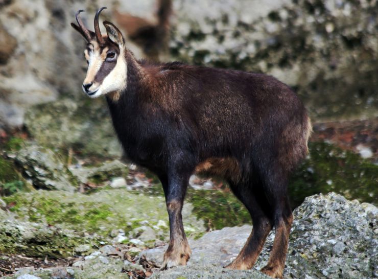 zobrazit detail snímku: Kamzík horský v zimním šatu