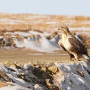 Káně rousná – návštěvník ze severu s opeřenými nohami