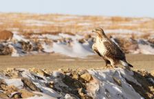 Káně rousná – návštěvník ze severu s opeřenými nohami