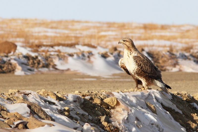Káně rousná - klikněte pro zobrazení detailu