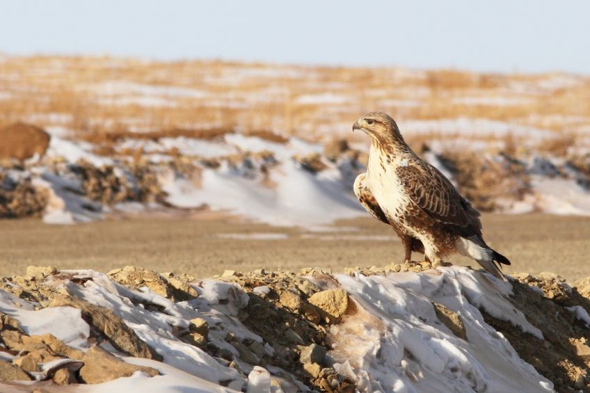 Káně rousná – návštěvník ze severu s opeřenými nohami Káně rousná – návštěvník ze severu s opeřenými nohami: Káně rousná (Buteo lagopus), majestátní návštěvník…