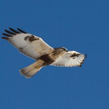 Káně rousná v letu