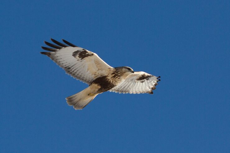 zobrazit detail snímku: Káně rousná v letu