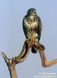 Káně lesní - Buteo buteo: Často při svých toulkách přírodou můžeme…