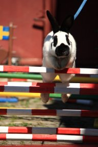 Kaninhop a další králičí sporty: K tomuto článku mě přivedla diskuze k tématu…