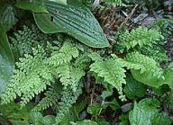 Kapraď samec - Dryopteris filix-mas: Výtrusná rostlina patřící mezi vyšší…