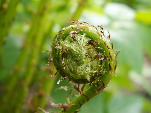 stáhnout tapetu: mladá kapradina
