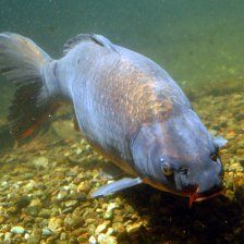 Kapr obecný (Cyprinus carpio)