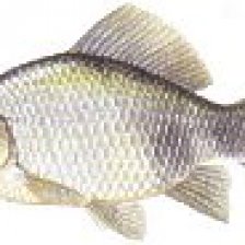 Karas obecný