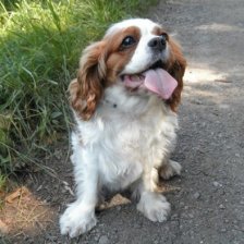 Kavalír king charles španěl