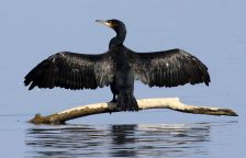 Kormorán velký, ukázka boje za ekologické a hospodářské zájmy