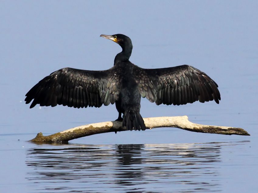 Kormorán velký, ukázka boje za ekologické a hospodářské zájmy Kormorán velký, ukázka boje za ekologické a hospodářské zájmy: Kormorán velký (Phalacrocorax carbo) představuje v…