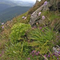Travnatá květnatá teráska ve Velké Kotelní jámě - klikněte pro zobrazení detailu