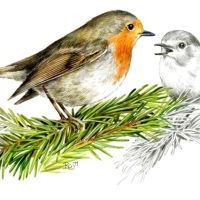 Červenka obecná na kresbě Renaty Oppeltové - klikněte pro zobrazení detailu