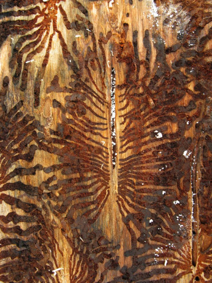 zobrazit detail snímku: Požerek lýkožrouta smrkového