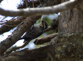 Datlík se nedá snadno spatřit - klikněte pro zobrazení detailu Datlík se nedá snadno spatřit - klikněte pro zobrazení detailu