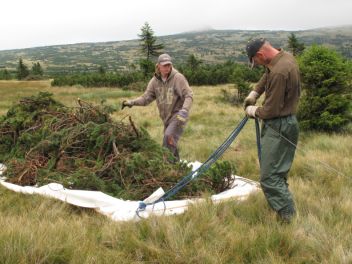 Výsadby kleče na Labské louce - klikněte pro zobrazení detailu Výsadby kleče na Labské louce - klikněte pro zobrazení detailu