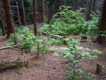 Vysázené buky a jedle v Novém pralese - klikněte pro zobrazení detailu Vysázené buky a jedle v Novém pralese - klikněte pro zobrazení detailu