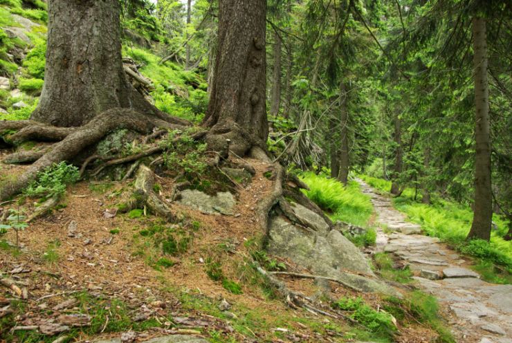 zobrazit detail snímku: Labský důl, Harrachova cesta