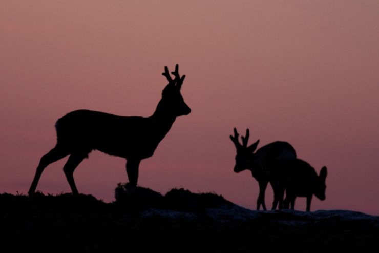 zobrazit detail snímku: Srnčí