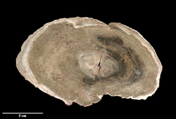 zobrazit detail snímku: Příčný řez zkamenělým dřevem