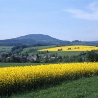 Řepka olejka v Podkrkonoší - klikněte pro zobrazení detailu