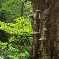 Pozvánka do krkonošských lesů  - klikněte pro zobrazení detailu