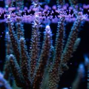Věda pod hladinou: První laboratoř pro šlechtění korálů v západním Indickém oceánu přináší naději v éře klimatické krize