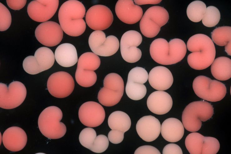 zobrazit detail snímku: Korály.