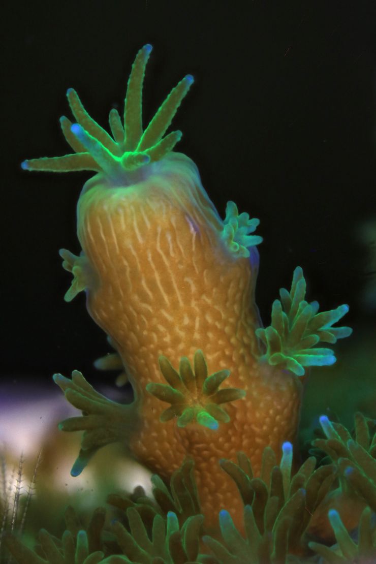 zobrazit detail snímku: Korály.