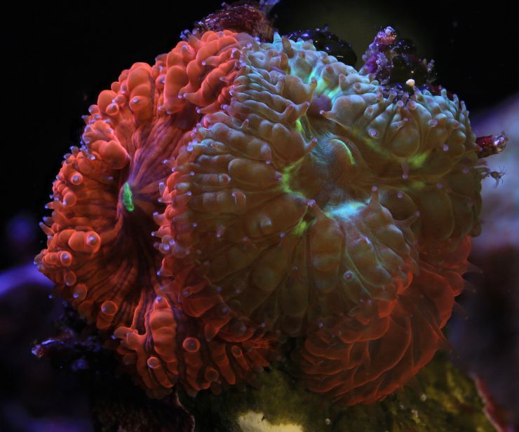 zobrazit detail snímku: Korály.