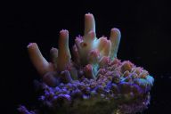 Věda pod hladinou: První laboratoř pro šlechtění korálů v západním Indickém oceánu přináší naději v éře klimatické krize: Na Seychelách vzniká unikátní zařízení,…