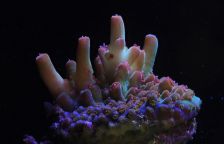 Věda pod hladinou: První laboratoř pro šlechtění korálů v západním Indickém oceánu přináší naději v éře klimatické krize