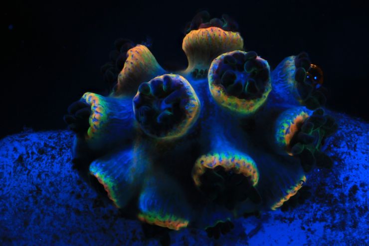 zobrazit detail snímku: Korály.