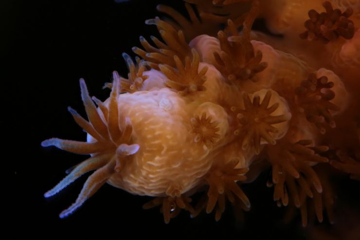 zobrazit detail snímku: Korály.