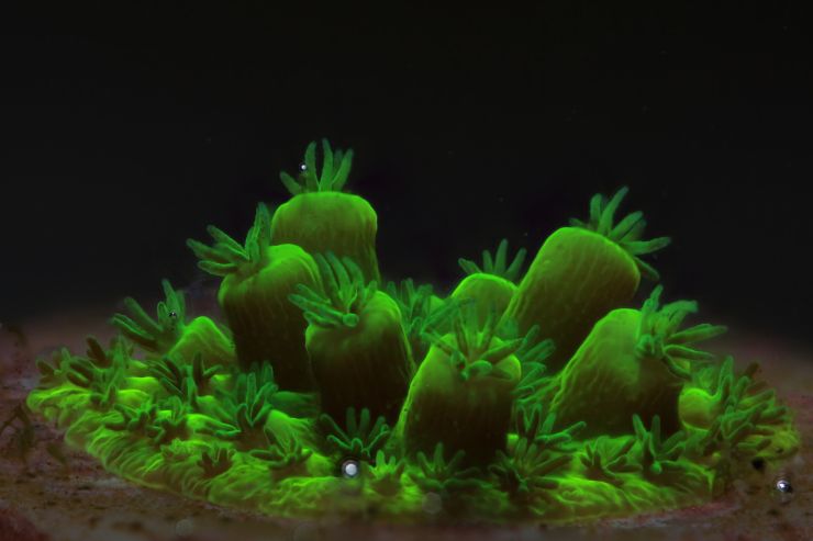 zobrazit detail snímku: Korály.