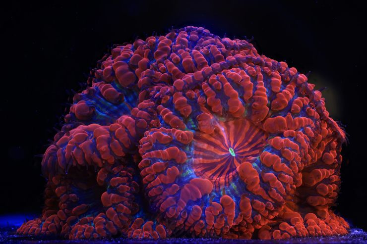 zobrazit detail snímku: Korály.