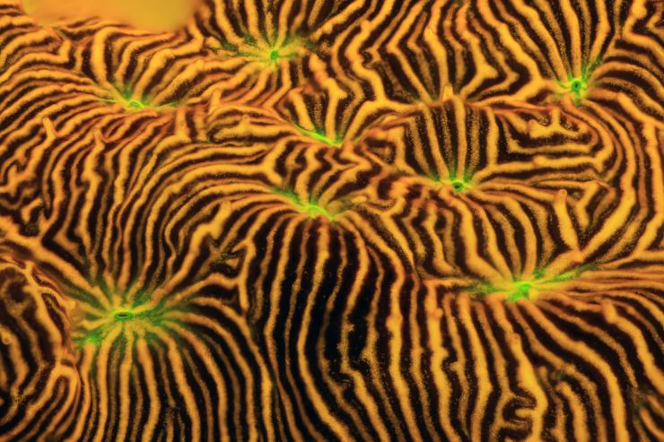 zobrazit detail snímku: Korály.