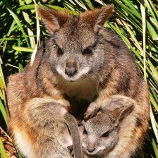 Klokan parma (Macropus parma).
