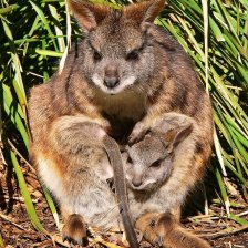 Klokan parma (Macropus parma).