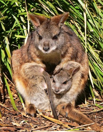 Klokan parma (Macropus parma). - klikněte pro zobrazení detailu