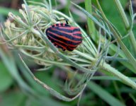 Kněžice páskovaná - Graphosoma lineatum: Kněžice páskovaná, stejně jako další…