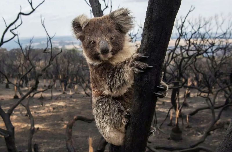Koala medvídkovitý (Phascolarctos cinereus) ve spáleném lese. - klikněte pro zobrazení detailu
