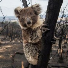 Koala medvídkovitý (Phascolarctos cinereus) ve spáleném lese.