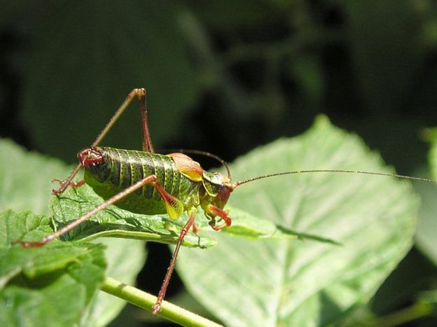stáhnout tapetu: Kobylka zelená