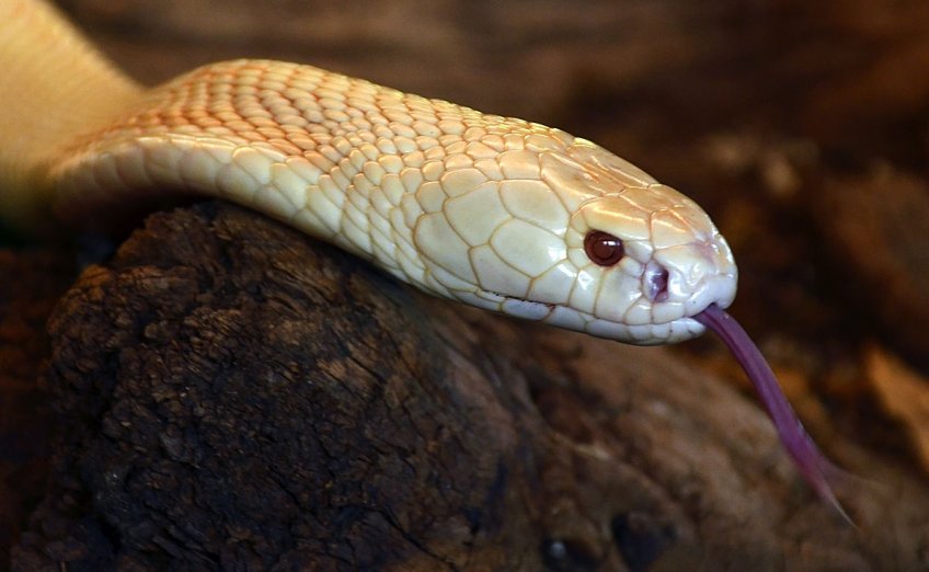 Kobra monoklová  (Naja kaouthia) - albín - klikněte pro zobrazení detailu