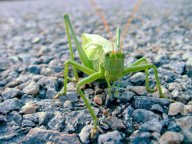 Kobylka zelená - Tettigonia viridissima: Určitě každého koncem léta zaujalo sborové…
