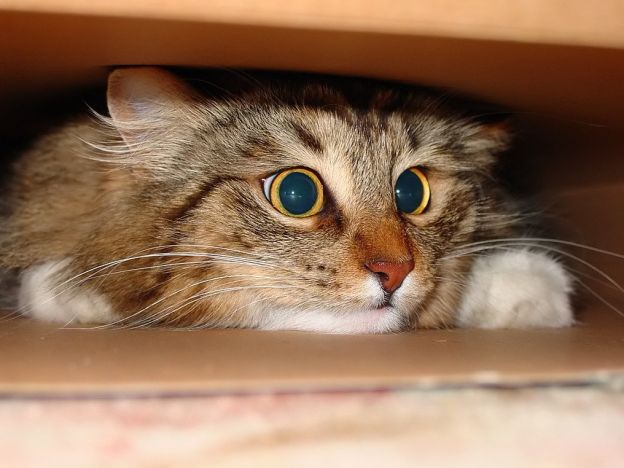 stáhnout tapetu: Kočka