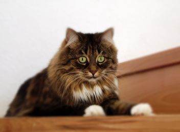 Kočka. - klikněte pro zobrazení detailu