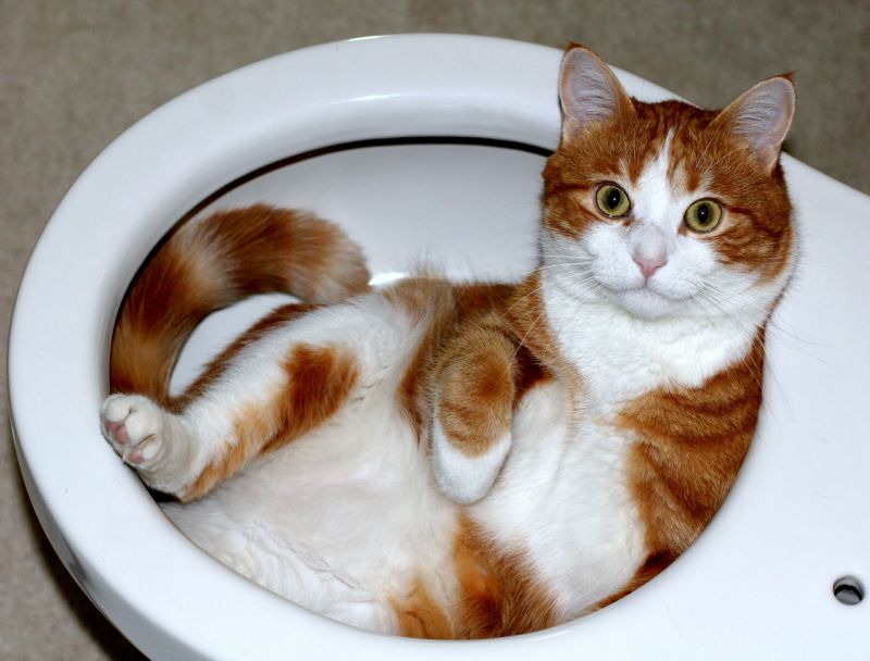 Kočka v záchodové míse. - klikněte pro zobrazení detailu